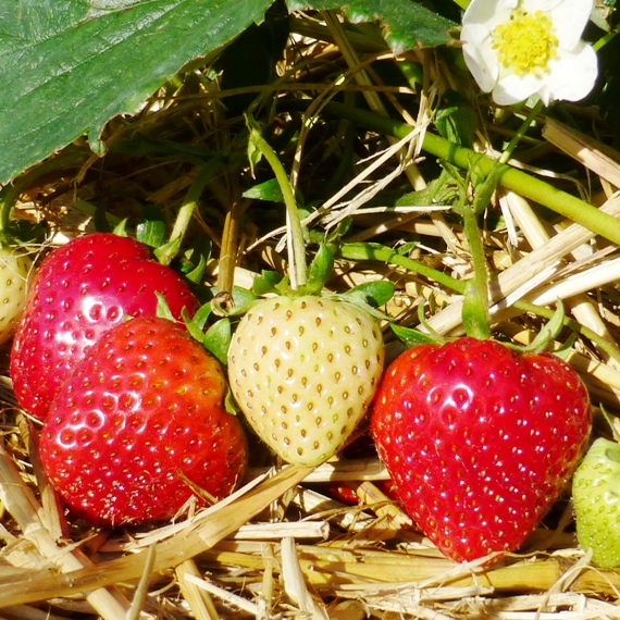 Kaemenas Erdbeeren